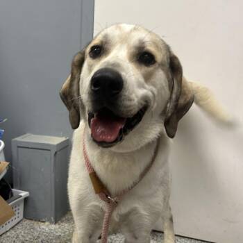 Hunter -  Great Pyrenees and Hound Dog for Adoption in Birmingham, Alabama - Hunter | PetCurious