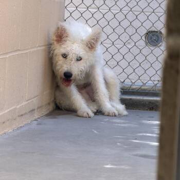 Bean -  Siberian Husky and Terrier Dog for Adoption in Buellton, California - Bean | PetCurious