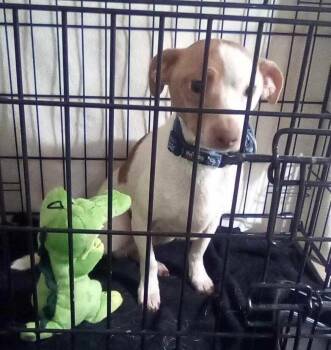 Chihuahua Dogs Available for Adoption - Purcell | PetCurious