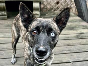 Esmeralda -  Mixed Breed Dog for Adoption in Georgetown, Texas - Esmeralda | PetCurious