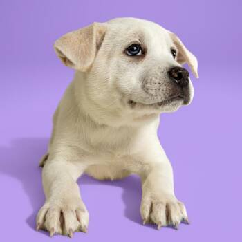 Cattle Dog Dogs Available for Adoption in Armonk, New York - AAD Upcoming Arrival!  Beetee - 26081 | PetCurious
