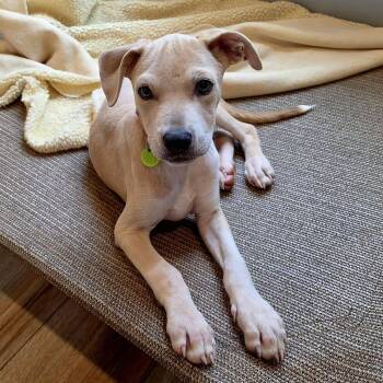 Rayne -  Mixed Breed Dog for Adoption in Bostic, North Carolina - Rayne | PetCurious