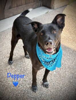 Pepper -  Black Labrador Retriever and Pit Bull Terrier Dog for Adoption in Lavon, Texas - Pepper | PetCurious