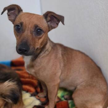 Perlah Alawi - Chino Hills Location -  Dachshund and Mixed Breed Dog for Adoption in Chino Hills, California - Perlah Alawi - Chino Hills Location | PetCurious