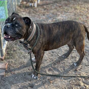 Rescue English Bulldog Dogs for Adoption in Hattiesburg, Mississippi - Brutus | PetCurious