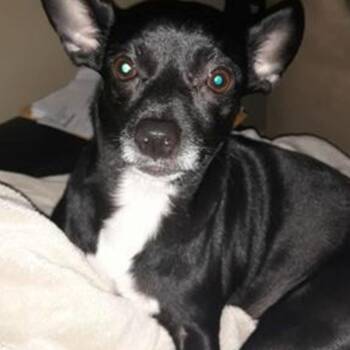Chihuahua Dogs Available for Adoption - Oreo | PetCurious