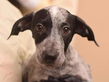 Australian Cattle Dog Blue Heeler and German Shorthaired Pointer Dogs Available for Adoption in Portland, Oregon - Minnie | PetCurious