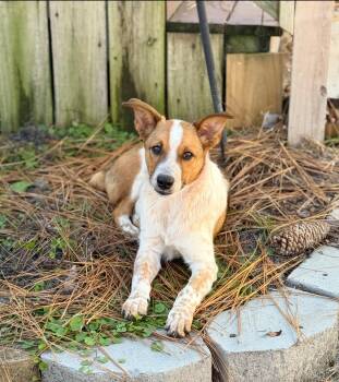 Rescue Australian Cattle Dog Blue Heeler Dogs for Adoption in Calabash, North Carolina - Jax | PetCurious