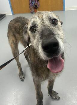 Great Dane and Scottish Deerhound Dogs Available for Adoption in Hartsville, South Carolina - Hazel | PetCurious