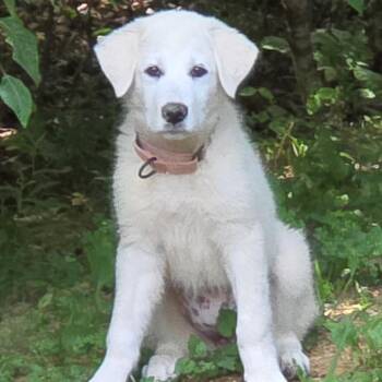 Malie -  Great Pyrenees and Mixed Breed Dog for Adoption in Fredericksburg, Virginia - Malie | PetCurious