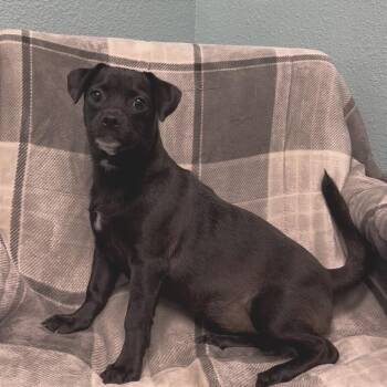 Ashanti -  Terrier Dog for Adoption in Fresno, California - Ashanti | PetCurious