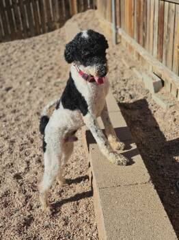 Rescue Standard Poodle Dogs for Adoption in Severance, Colorado - Jelly Bean | PetCurious