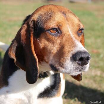 Rescue Beagle Dogs for Adoption in Rocky Mount, Virginia - Grant | PetCurious