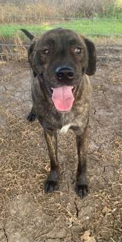 Rescue Mastiff Dogs for Adoption in Bendena, Kansas - Chewy | PetCurious
