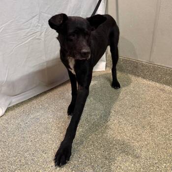 IVHS-Stray-144368 -  Black Labrador Retriever and Pit Bull Terrier Dog for Adoption in San Gabriel, California - IVHS-Stray-144368 | PetCurious