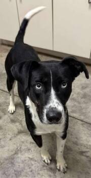 Rescue Border Collie and Mixed Breed Dogs for Adoption in Lampasas, Texas - Dairy Queen | PetCurious
