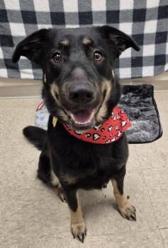 Gracie -  Mixed Breed Dog for Adoption in Hamilton, Ohio - Gracie | PetCurious