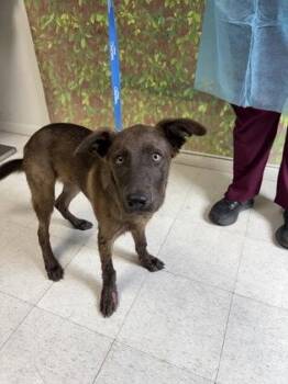Fruity Pebbles -  Shepherd and Mixed Breed Dog for Adoption in San Antonio, Texas - Fruity Pebbles | PetCurious
