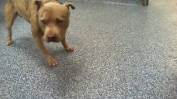 Pit Bull Terrier Dogs Available for Adoption in Charlotte, North Carolina - SPIKE | PetCurious