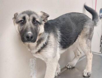 German Shepherd Dog Dogs Available for Adoption - Cupid | PetCurious