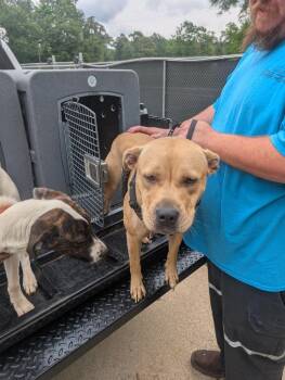 Onion Ring -  Pit Bull Terrier Dog Available for Adoption in Nacogdoches, Texas - Onion Ring | PetCurious