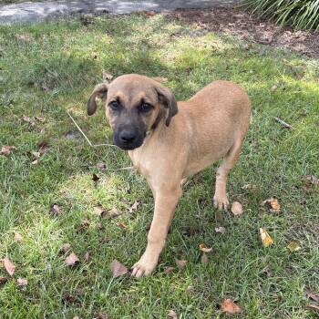 Ryder -  Shepherd Dog for Adoption in Valdosta, Georgia - Ryder | PetCurious