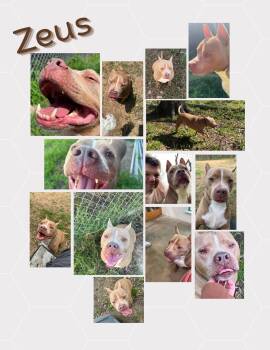 ZEUS (NC) -  Pit Bull Terrier Dog for Adoption in Klein, Texas - ZEUS (NC) | PetCurious