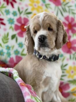 Cocker Spaniel Dogs Available for Adoption - Marge | PetCurious