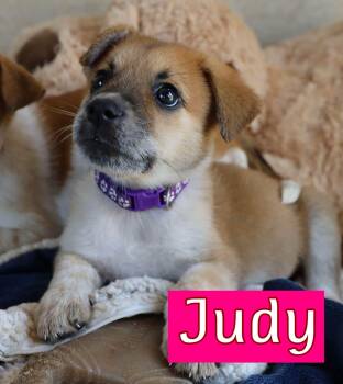 Judy -  Australian Cattle Dog Blue Heeler Dog for Adoption in Fort Worth, Texas - Judy | PetCurious