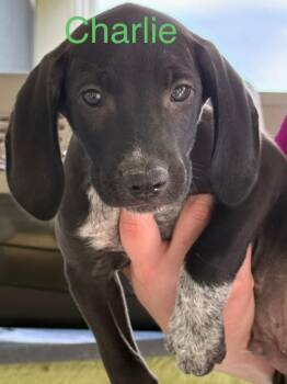 Charlie -  Hound Dog for Adoption in Saint Francisville, Louisiana - Charlie | PetCurious