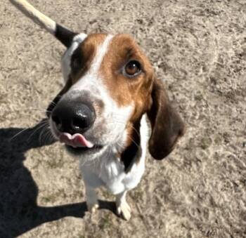 Treeing Walker Coonhound Dogs Available for Adoption in Odessa, Florida - Trooper Elk | PetCurious