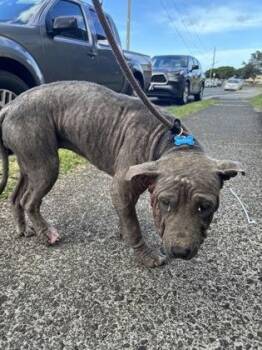 Mila -  Terrier and Mixed Breed Dog for Adoption in Honolulu, Hawaii - Mila | PetCurious