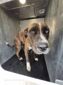 American Staffordshire Terrier Dogs Available for Adoption in San Antonio, Texas - SALLY | PetCurious