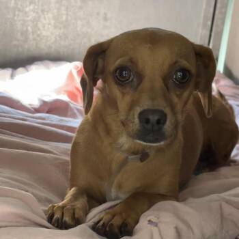 Cinnamon A5799506 -  Dachshund and Mixed Breed Dog for Adoption in Los Angeles, California - Cinnamon A5799506 | PetCurious