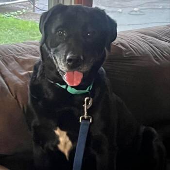 Rescue Raven -  Labrador Retriever Dog for Adoption in Batavia, New York - Rescue Raven | PetCurious