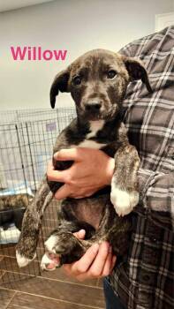 Border Collie and Boxer Dogs Available for Adoption in Los Angeles, California - Willow | PetCurious