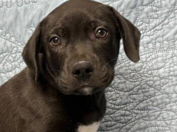 Ivo -  Labrador Retriever Dog for Adoption in Portland, Oregon - Ivo | PetCurious
