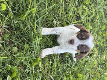Cinnamon -  Miniature Dachshund and Beagle Dog for Adoption in Iron Ridge, Wisconsin - Cinnamon | PetCurious
