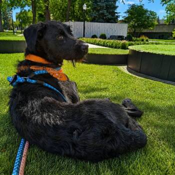 Frederica -  Irish Wolfhound Dog for Adoption in Detroit, Michigan - Frederica | PetCurious