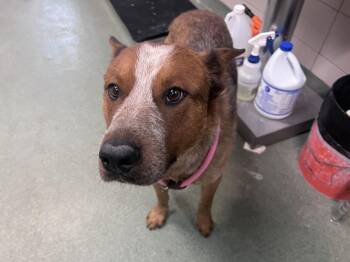 Mixed Breed Dogs Available for Adoption in Santa Fe, New Mexico - TORCH | PetCurious