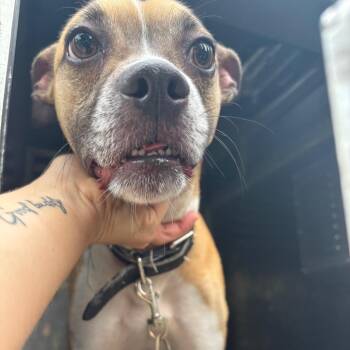 Courage -  Mixed Breed Dog for Adoption in Saint Joseph, Missouri - Courage | PetCurious