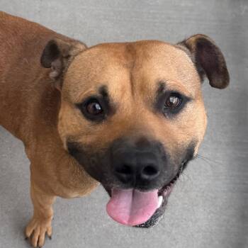 Blaze -  Pit Bull Terrier and Mixed Breed Dog for Adoption in Reno, Nevada - Blaze | PetCurious