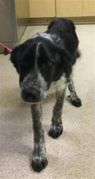 Australian Cattle Dog Blue Heeler Dogs Available for Adoption in Riverside, California - STUART | PetCurious