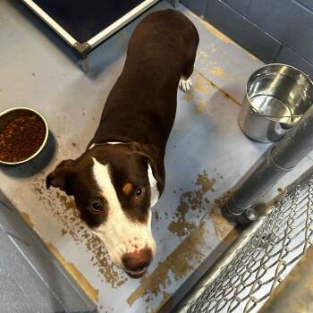 Zyron -  Mixed Breed Dog for Adoption in Gadsden, Alabama - Zyron | PetCurious