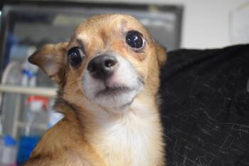 Lola (L624 D3) -  Chihuahua Dog for Adoption in Pahrump, Nevada - Lola (L624 D3) | PetCurious