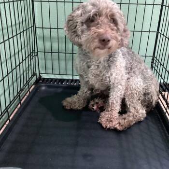 Ashly 3921 -  Cockapoo and None Dog for Adoption in Loxahatchee Groves, Florida - Ashly 3921 | PetCurious