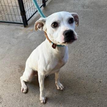 Maya -  Mixed Breed Dog for Adoption in Lake Jackson, Texas - Maya | PetCurious