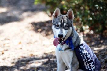 Kasper -  Siberian Husky Dog for Adoption in Walnut Creek, California - Kasper | PetCurious