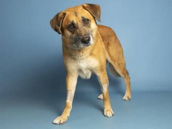 KIMBER -  German Shepherd Dog and Mixed Breed Dog for Adoption in Phoenix, Arizona - KIMBER | PetCurious