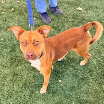 Stone -  Terrier Dog for Adoption in Walnut Creek, California - Stone | PetCurious
